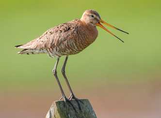 Schaalsmeerpolder in TV uitzending Natuurlijk Noord-Holland
