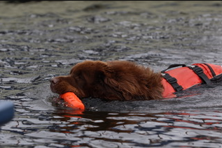 006736_waterwerkwest_honden.png
